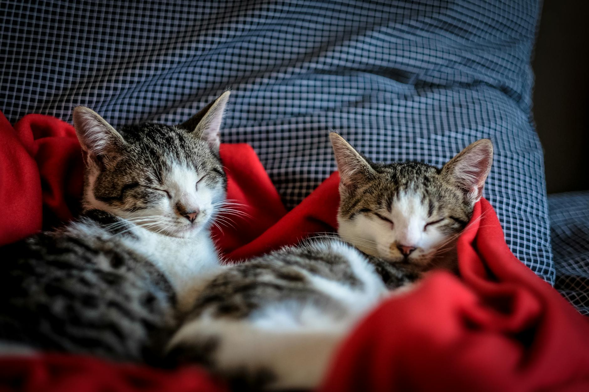 Gatos