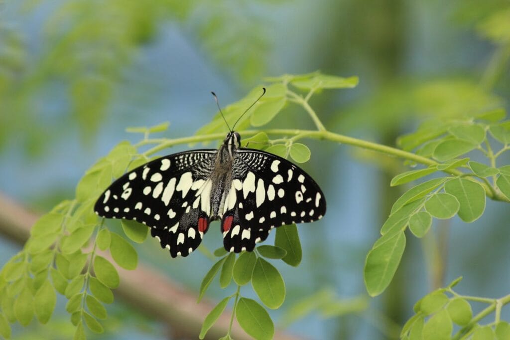 Descobrindo Fascinantes Curiosidades sobre Borboletas