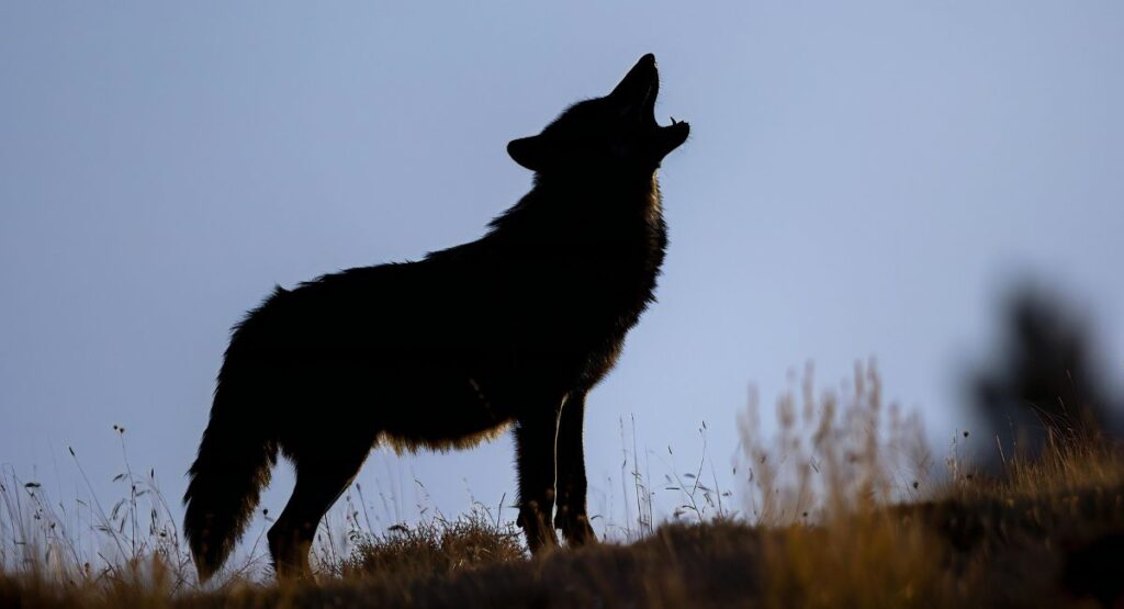 lobo uivando