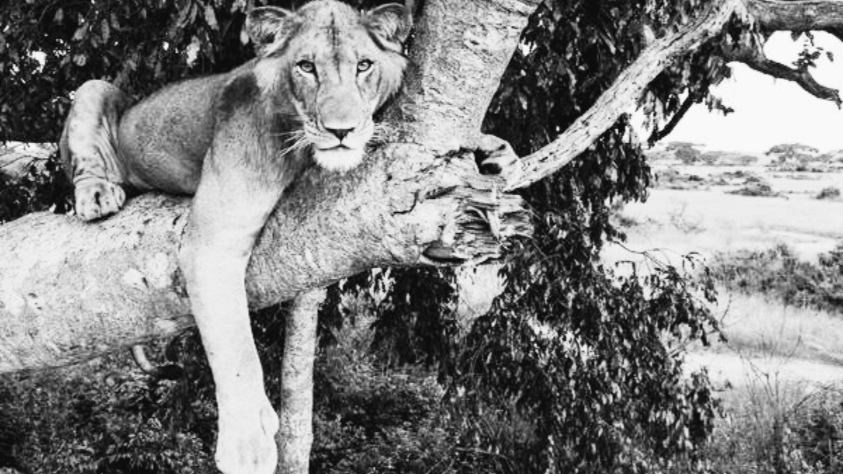 Leão de Três Patas e Sua Incrível História