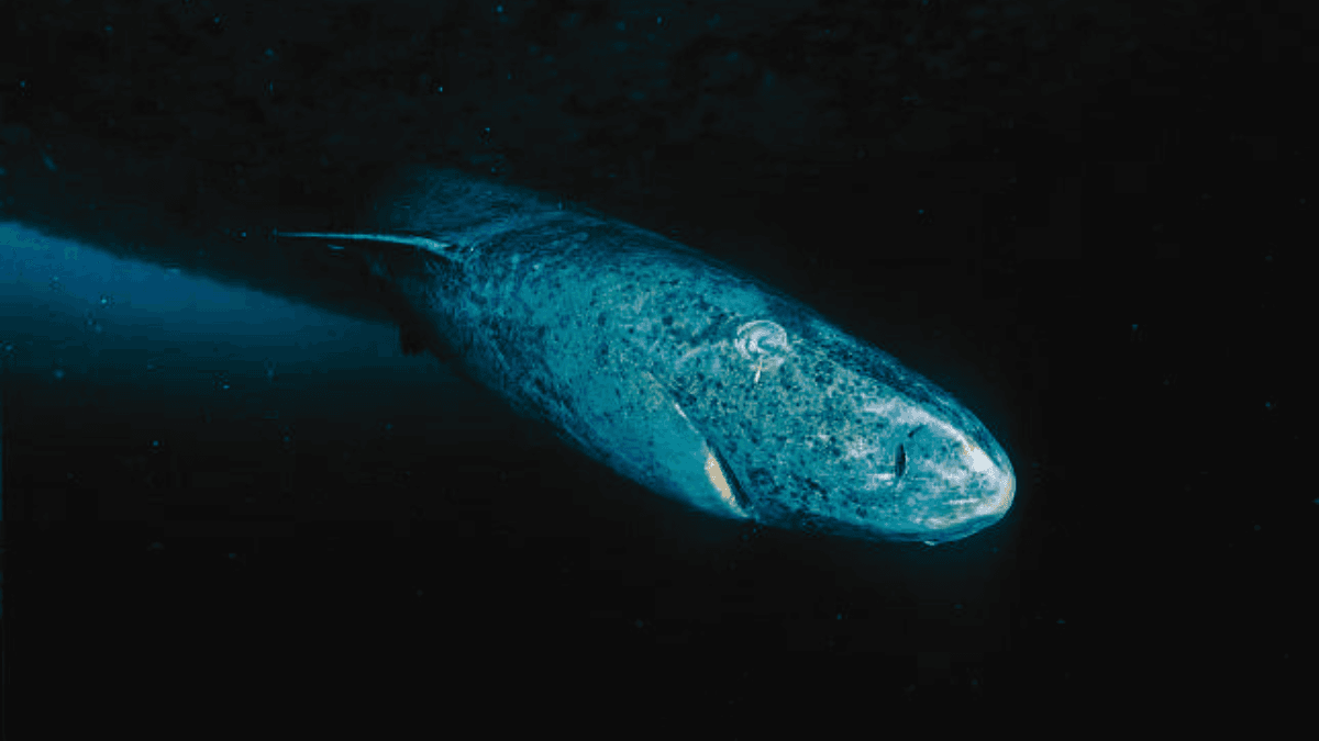 0 Tubarão que Pode Revelar o Segredo da Longevidade