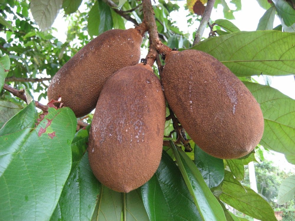 Cupuaçu - As Frutas Exóticas Mais Consumidas no Brasil: Descubra Sabores Únicos