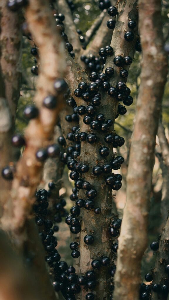 Jabuticaba - As Frutas Exóticas Mais Consumidas no Brasil: Descubra Sabores Únicos