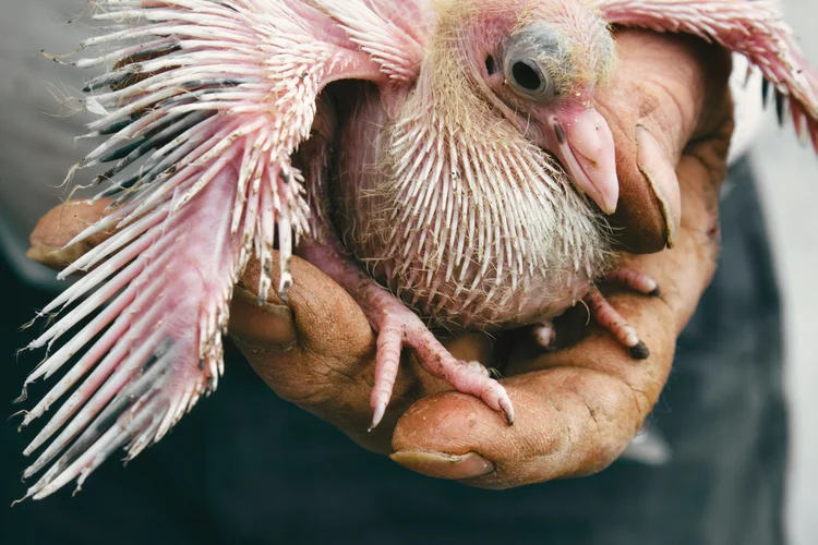 filhote de pombo
