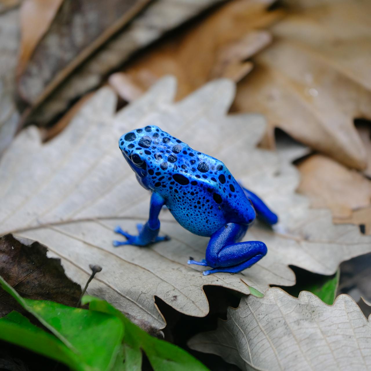 Animais que usam veneno para se proteger: conheça os mais surpreendentes