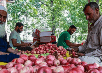 Fazendeiros indianos selecionando maçãs frescas colhidas em clima tropical