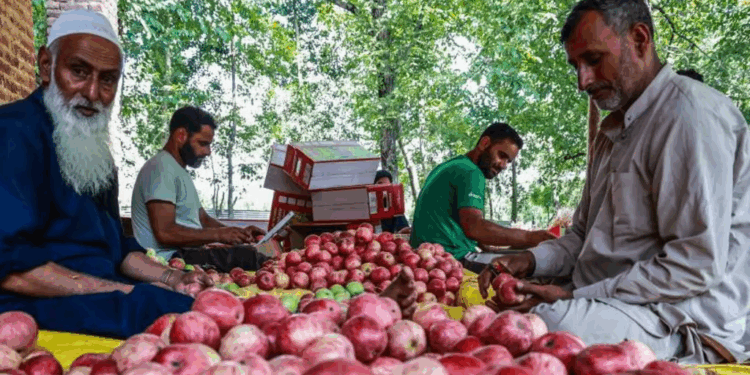 Fazendeiros indianos selecionando maçãs frescas colhidas em clima tropical