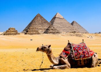 Um camelo ajoelhado no deserto do Egito com as pirâmides de Gizé ao fundo. Quanto custa um camelo?