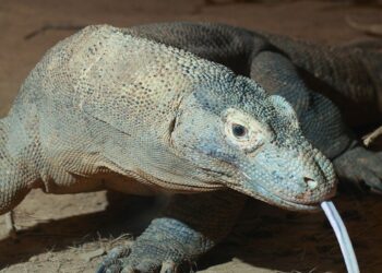 Dragão-de-Komodo em close-up com a língua bifurcada para fora.